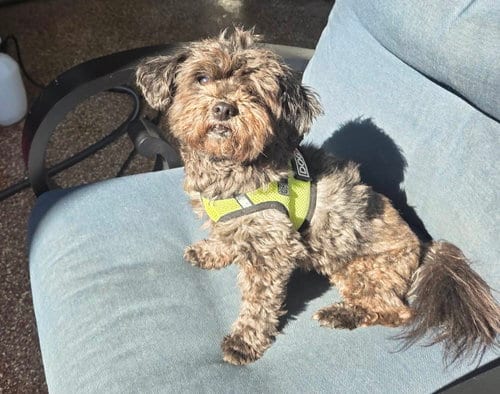 Photo of Baby, adoptable Maltese in Spring, Texas