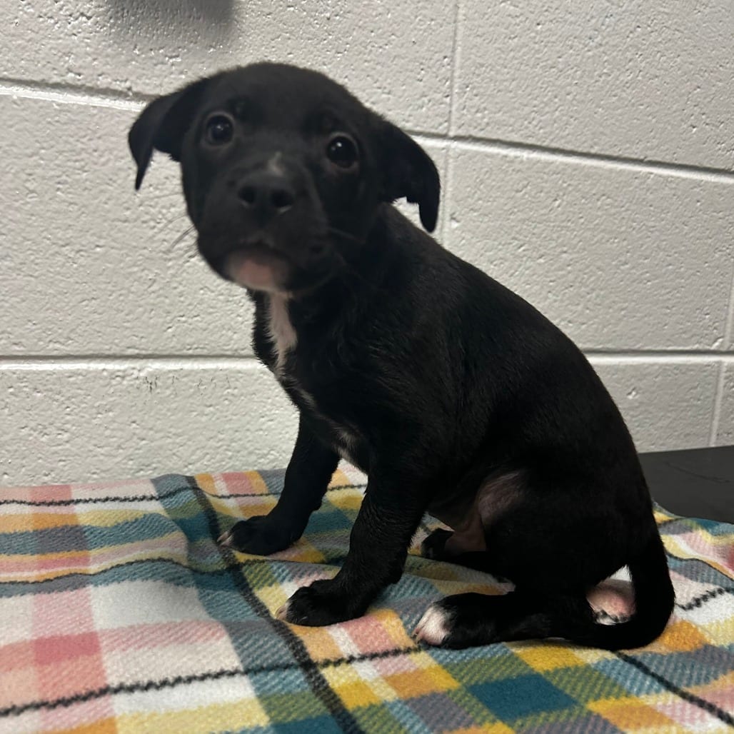 Photo of Granex, adoptable Mixed Breed (Medium)