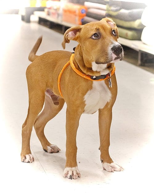 Photo of Barney, adoptable Great Dane in Utica, Michigan