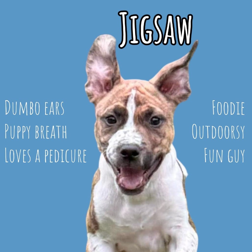 Photo of Jigsaw, adoptable dog in Pennellville, New York