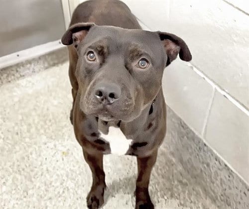 Photo of Koa, adoptable Staffordshire Bull Terrier in Houston, Texas