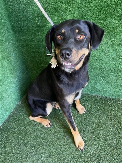 Photo of Beast, adoptable Rottweiler in Lancaster, California