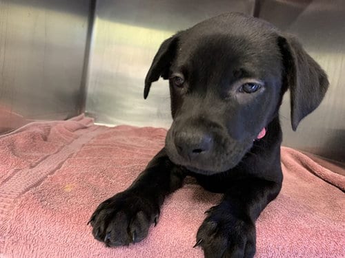 Photo of Posh Spice, adoptable American Staffordshire Terrier in Grand Prairie, Texas