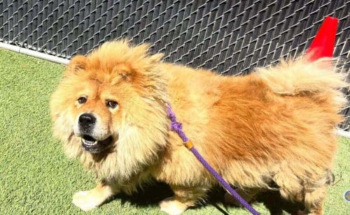 Photo of Mufasa, adoptable Chow Chow in Pacifica, California