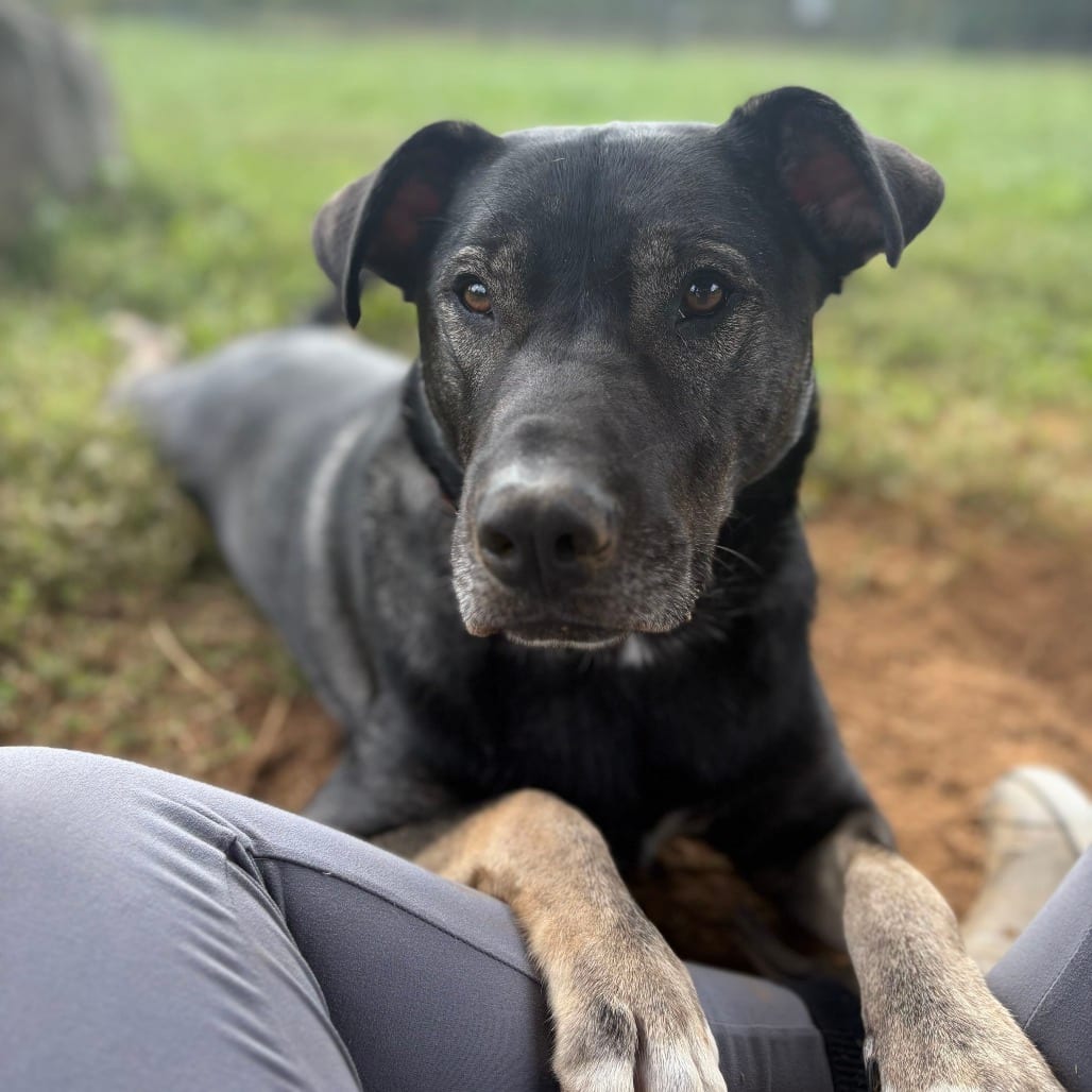 Photo of Goofy, adoptable Shepherd / Husky in Fairfax Station, Virginia
