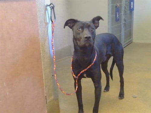 Photo of Kaido, adoptable American Staffordshire Terrier in Sacramento, California