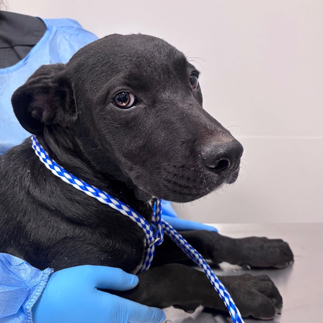 Photo of Swiss Roll, adoptable Terrier, American Staffordshire / Mix in Spartanburg, South Carolina