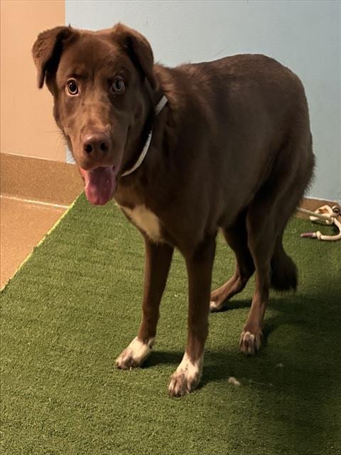 Photo of Autumn, adoptable Australian Shepherd in Lancaster, California