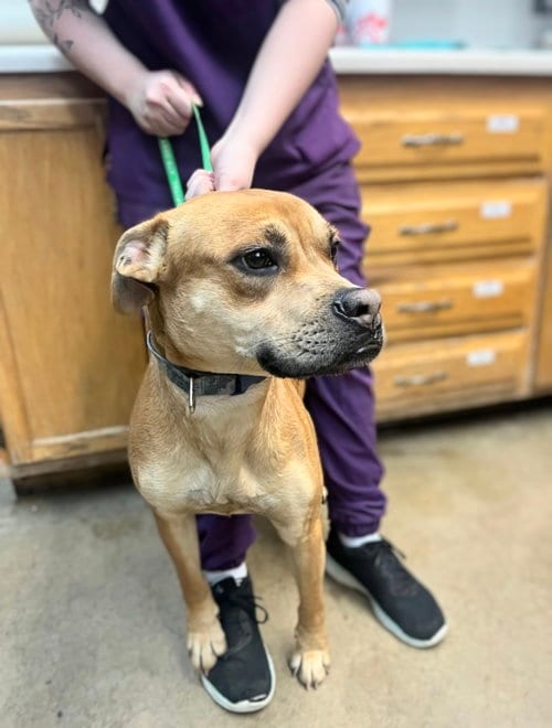 Photo of Sergie, adoptable Boxer in Maryville, Tennessee