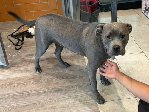 Photo of Astraea, adoptable Staffordshire Bull Terrier in Garland, Texas