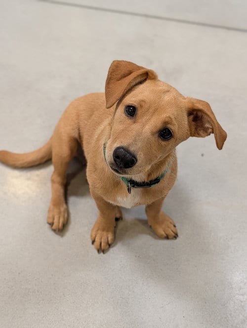 Photo of Lavender, adoptable Labrador Retriever in San Diego, California