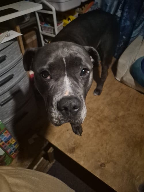 Photo of Parker, adoptable Pit Bull Terrier in San Diego, California