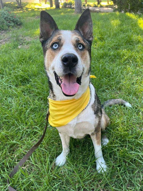 Photo of Hassan, adoptable Australian Kelpie in Inglewood, California
