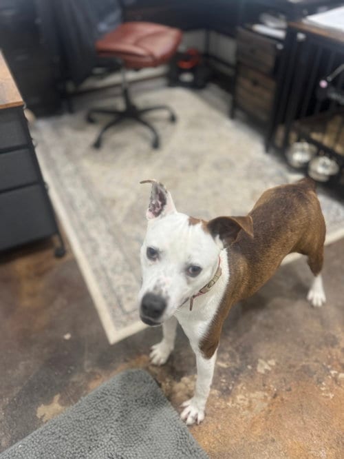 Photo of Butch, adoptable American Pit Bull Terrier in Corning, Arkansas