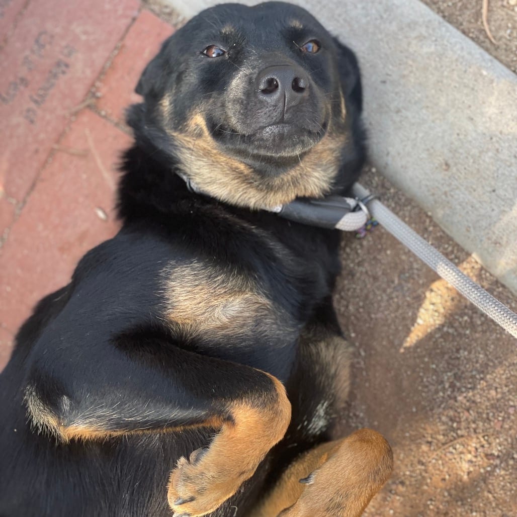 Photo of Summer, adoptable Kelpie, Australian / Mixed Breed (Medium) in Riverside, California
