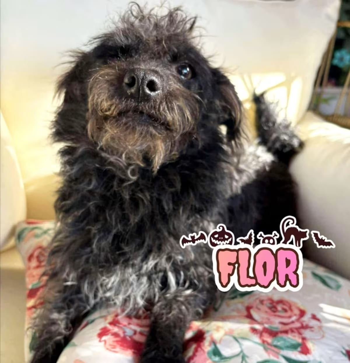 Photo of Flor, adoptable Terrier (Unknown Type, Medium)/Poodle (Standard) in Canyon Country, California