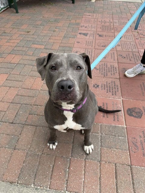 Photo of Reina, adoptable Pit Bull Terrier in Center Township, Pennsylvania
