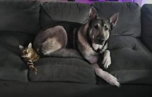 Photo of Kato & Friend - Bonded Pair, adoptable German Shepherd Dog in Tampa, Florida