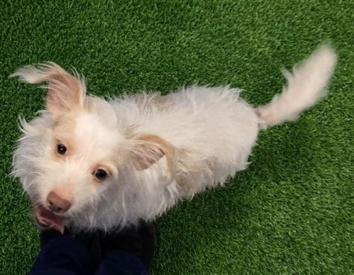 Photo of Rocky, adoptable Unknown breed (medium coat) in Euless, Texas