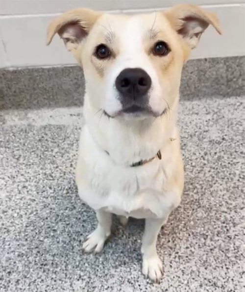 Photo of Cream, adoptable Labrador Retriever in Houston, Texas