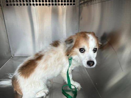 Photo of Herbert, adoptable Papillon in Mesa, Arizona