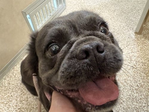 Photo of Pepe, adoptable French Bulldog in Pueblo, Colorado