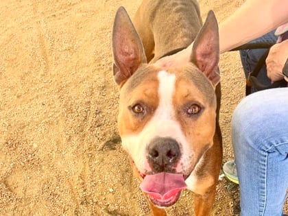 Photo of Bonk HW+, adoptable dog in Georgetown, Texas