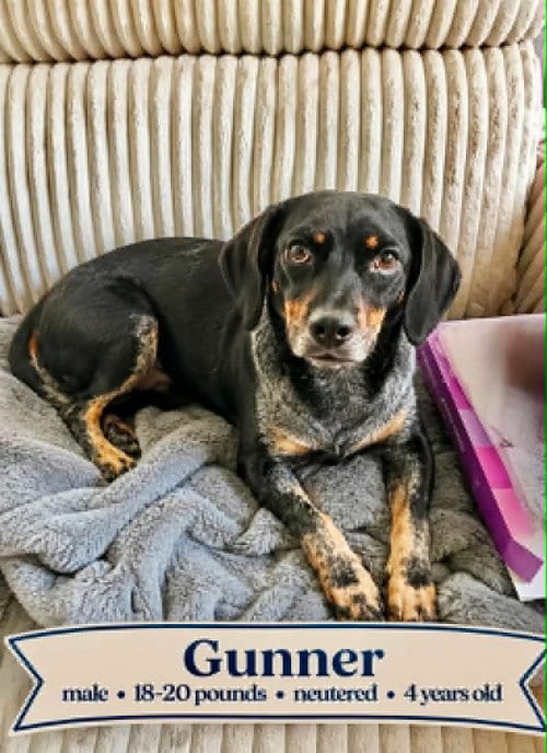 Photo of Gunner, adoptable Unknown breed (short coat) in Westwood, New Jersey