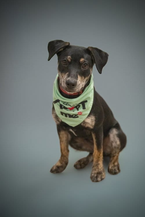 Photo of Adaline, adoptable Feist in Holbrook, New York