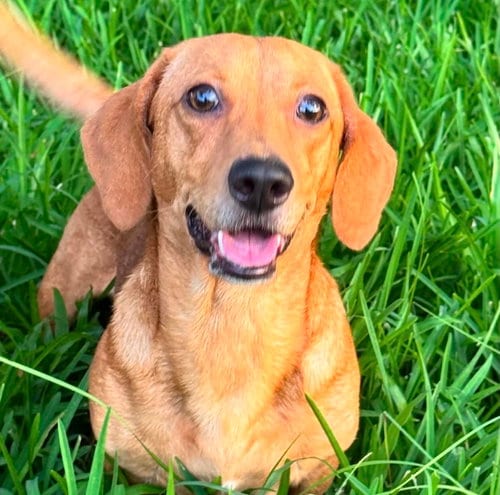 Photo of Rufus- NO MORE APPLICATIONS, adoptable Dachshund in Oakhurst, New Jersey