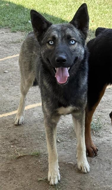 Photo of Ghost, adoptable Belgian Shepherd Malinois in Riverside, California