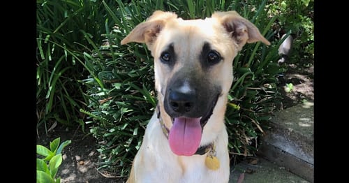 Photo of Piper, adoptable German Shepherd Dog in Cupertino, California