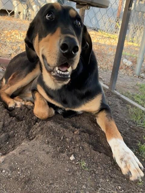 Photo of Senior Shepherd, adoptable Shepherd in Devore, California