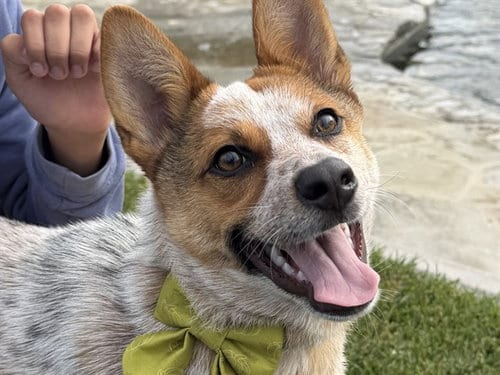 Photo of Pebbles, adoptable Australian Cattle Dog/Blue Heeler in Redwood City, California