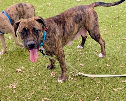 Photo of Princella, adoptable dog in Baltimore, Maryland
