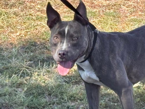 Photo of Gizmo/Tilly, adoptable Pit Bull Terrier in Albuquerque, New Mexico