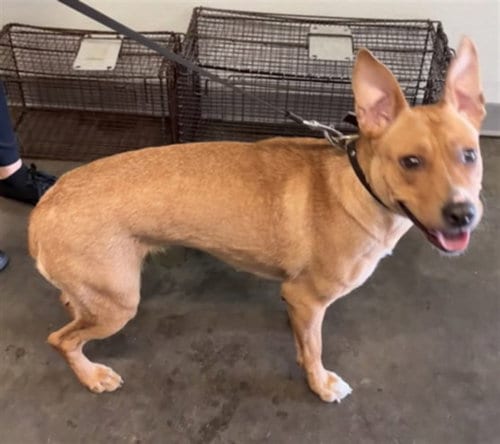Photo of French Fry, adoptable Pit Bull Terrier in Los Angeles, California