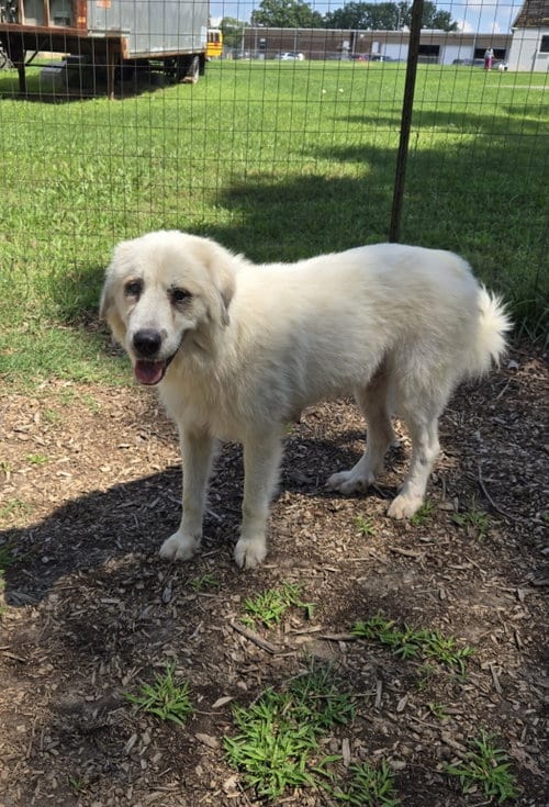 Photo of Isabella, adoptable Great Pyrenees in Rustburg, Virginia