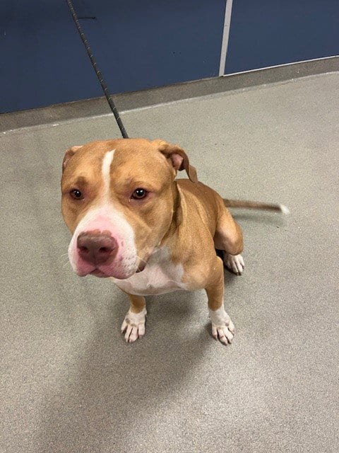 Photo of Bane, adoptable American Bulldog in Miami, Florida
