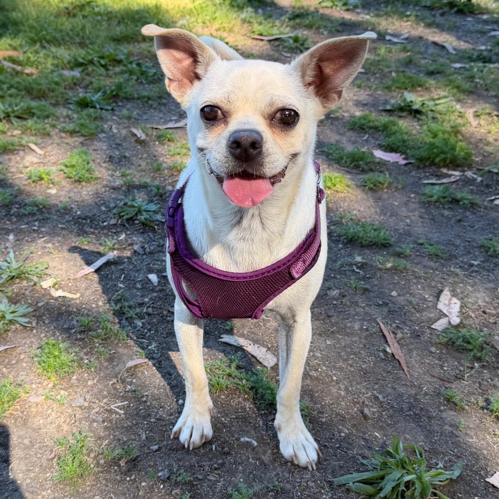 Photo of Poker, adoptable Mixed Breed (Small) in San Francisco, California
