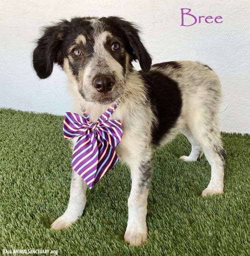 Photo of Bree, adoptable Australian Shepherd in San Diego, California