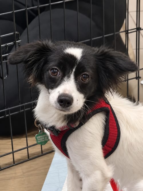Photo of Princess, adoptable Dachshund in Lake Elsinore, California