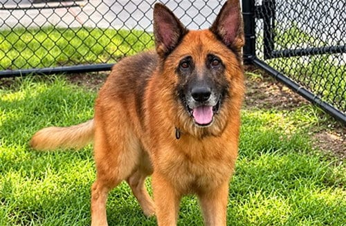 Photo of Hero, adoptable German Shepherd Dog in Ocala, Florida