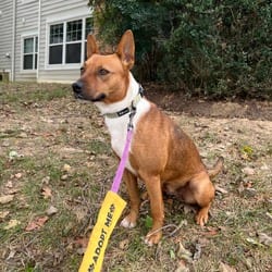 Photo of Cyrus, adoptable Basenji Carolina Dog in Frederick, Maryland