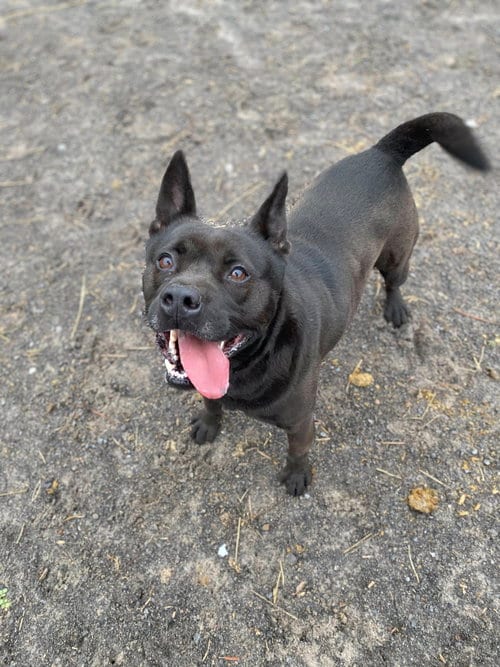 Photo of Tyson, adoptable Spitz in Maryville, Tennessee