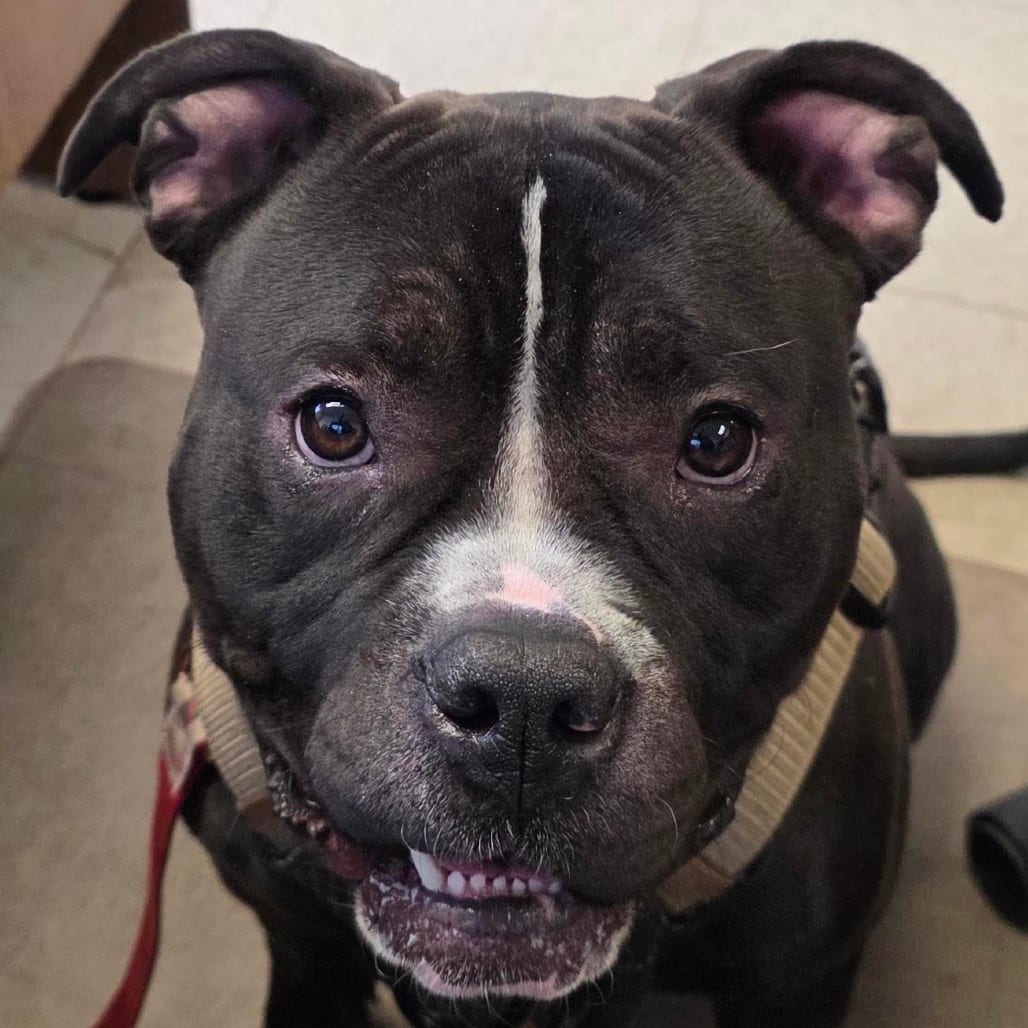 Photo of Dutch D12704, adoptable Boxer / Bulldog in Princeton area, Minnesota