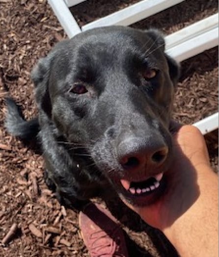 Photo of Bruno, adoptable Labrador Retriever in Atlanta, Georgia