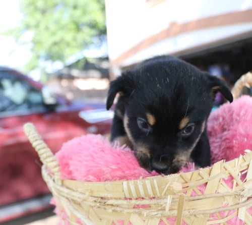Photo of Clever, adoptable Australian Cattle Dog/Blue Heeler in Pflugerville, Texas