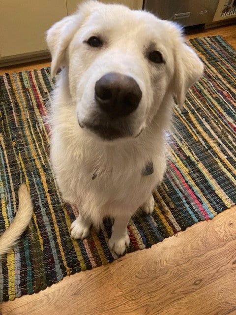 Photo of Keller, adoptable Great Pyrenees in Bend, Oregon