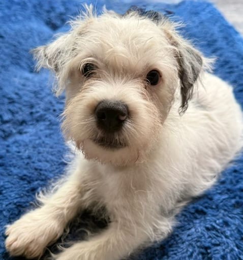 Photo of Red, adoptable Terrier in Raleigh, North Carolina
